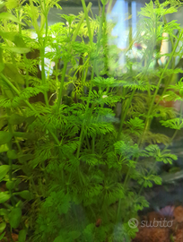 Piante acquatiche acquario