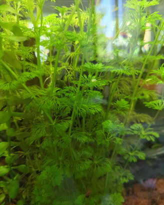 Piante acquatiche acquario