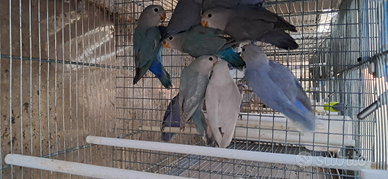 Inseparabili roseicollis