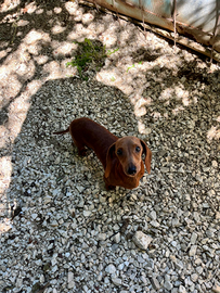 Bassottina fulva KANINKEN