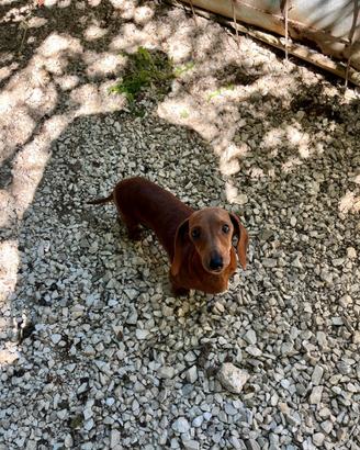 Bassottina fulva KANINKEN