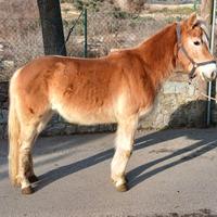 Puledra haflinger