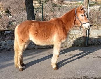 Puledra haflinger