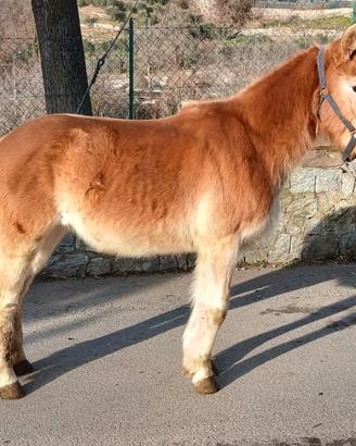 Puledra haflinger