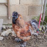 Gallo moroseta