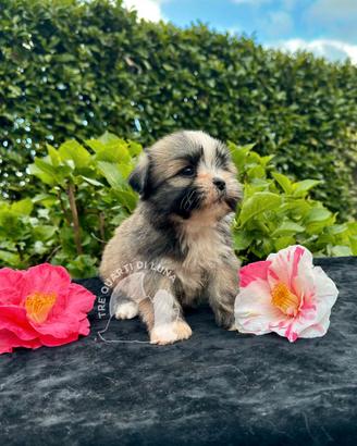 Barboncino Maltipoo Lhasa Apso – TreQuartidiLuna