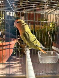 Inseparabili varie mutazioni