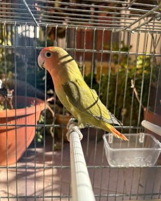 Inseparabili varie mutazioni