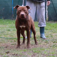 American Pitbull Terrier