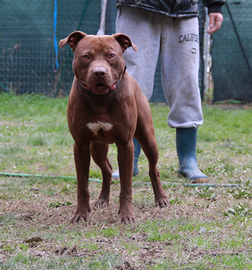 American Pitbull Terrier