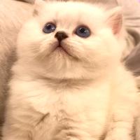Cuccioli British Shorthair