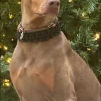 American doberman pinscher per MONTA