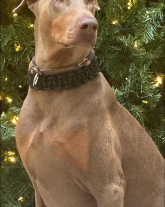 American doberman pinscher per MONTA