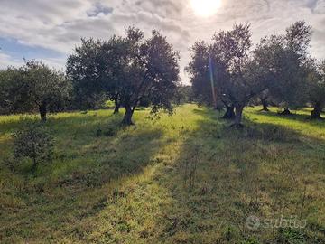 Terreno agricolo con uliveto - Barumini