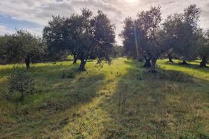 Terreno agricolo con uliveto - Barumini