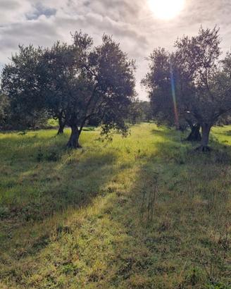 Terreno agricolo con uliveto - Barumini