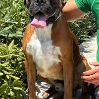 Boxer Maschio per accoppiamento