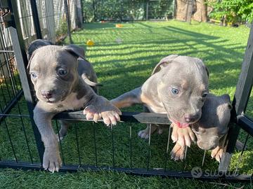 American pitbull terrier occhi chiari