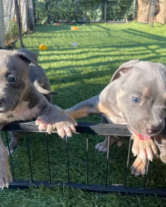 American pitbull terrier occhi chiari