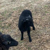 Agnelli pecore nane Ouessant