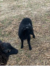 Agnelli pecore nane Ouessant