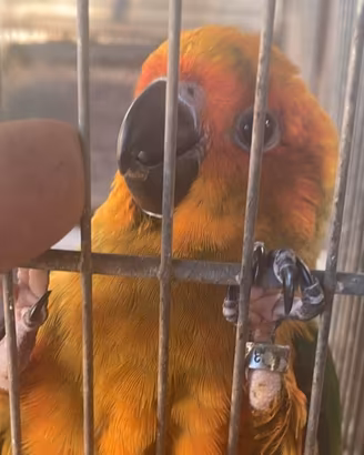 Conuro del sole allevato a mano