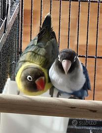 Inseparabili agapornis personata