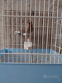 Arlecchino portoghese