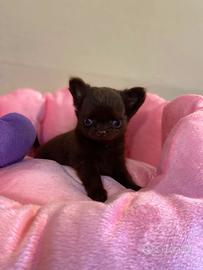 Chihuahua cuccioli