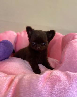 Chihuahua cuccioli