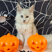 LEGGERE TUTTO SOTTO Maine Coon SHADED BLU TOP