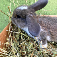 Conigli nani Ariete o Testa di Leone Coniglietti