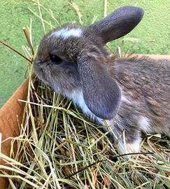 Conigli nani Ariete o Testa di Leone Coniglietti