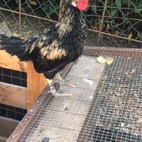 Gallo incrocio marance