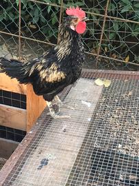 Gallo incrocio marance