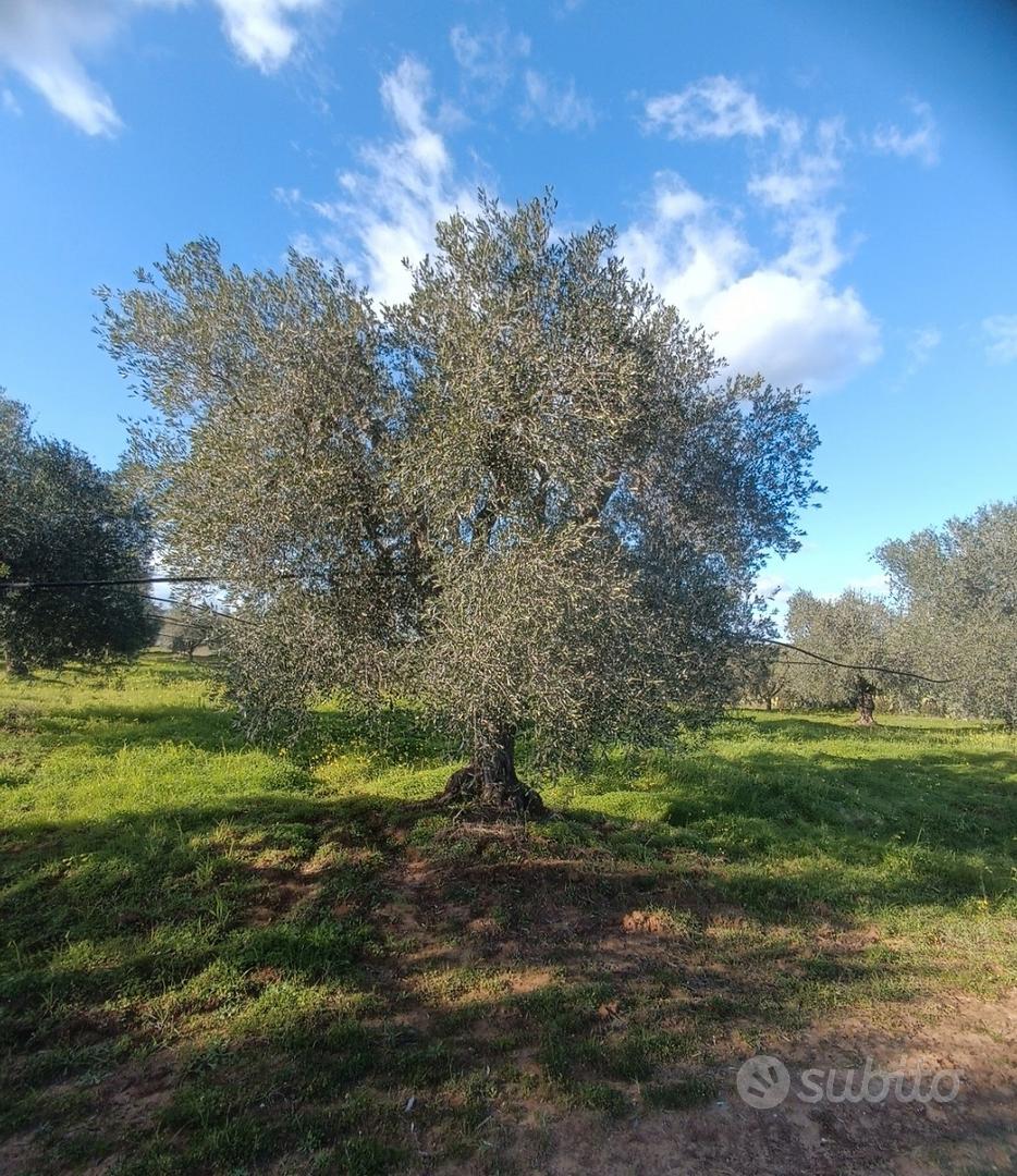 Uliveto Irriguo Terreno - Vista 3