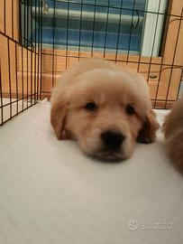Golden retriever