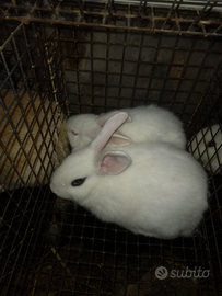 Conigli di 2 mesi