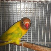 Insep mascherato femmina pezzata verde