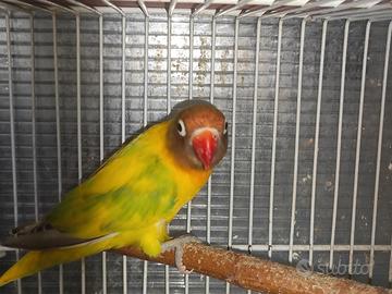 Insep mascherato femmina pezzata verde