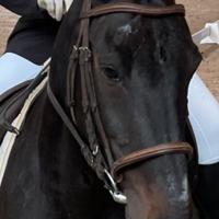 Elegante cavallo spagnolo