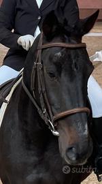 Elegante cavallo spagnolo