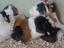 Immagine 1