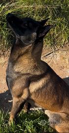Pastore belga Malinois