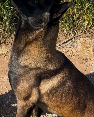 Pastore belga Malinois