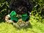Immagine 6