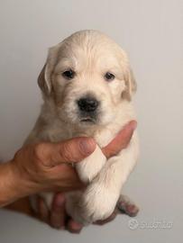 Cuccioli Golden Retriever con pedigree enci