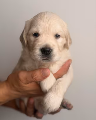 Cuccioli Golden Retriever con pedigree enci