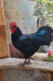 Gallo Australorp