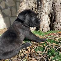 Cane corso